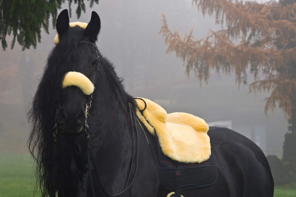 Horsedream saddlepads Special-offers-1 Om oss