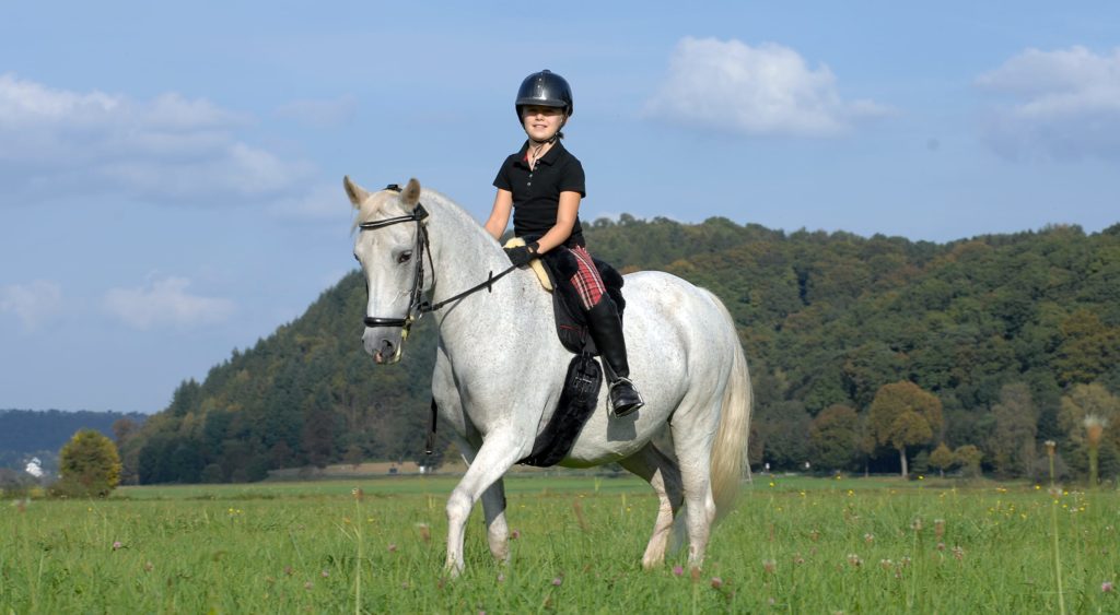 Horsedream saddlepads Image-Iberica-Shetty-I-1024x563 Hem