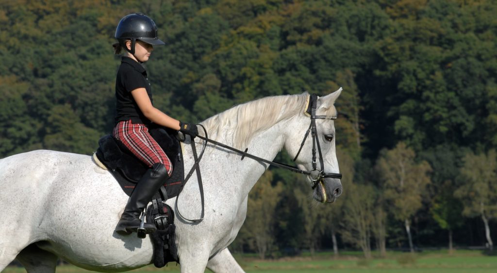 Horsedream saddlepads Image-Iberica-Shetty-II-1024x563 Hem